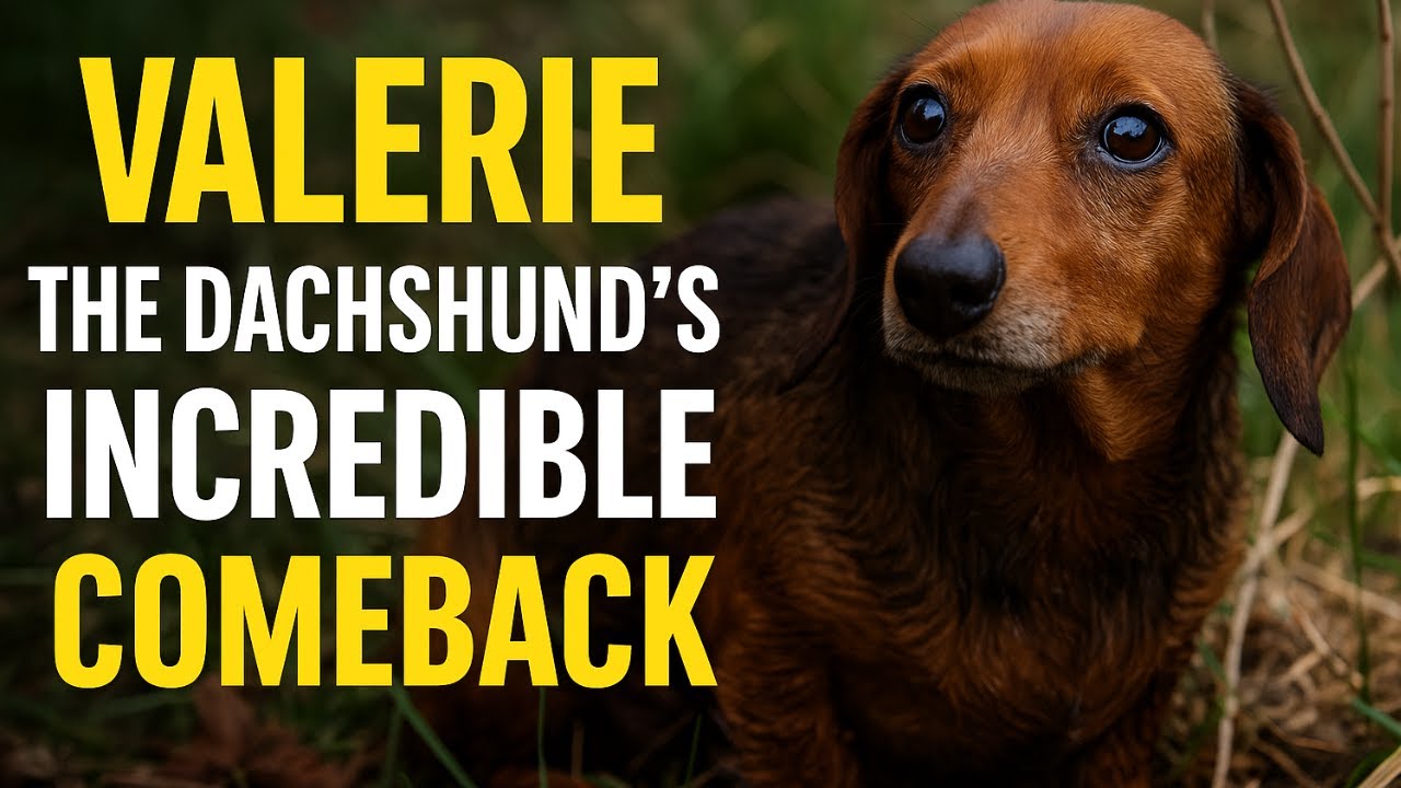 Lost for 529 Days: The Incredible Survival Story of Valerie the Dachshund