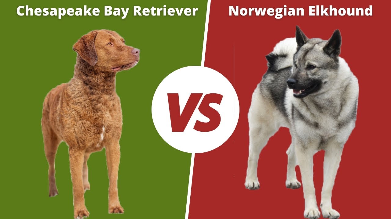 CHESAPEAKE BAY RETRIEVER vs NORWEGIAN ELKHOUND - Aggressive Hunting Dogs?