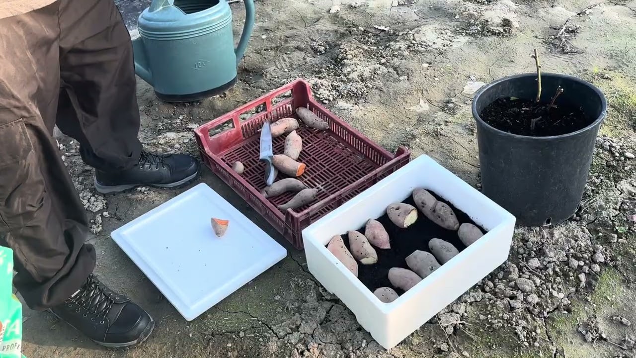 Faire des PLANTS de PATATE DOUCE facilement à la MAISON 🌱
