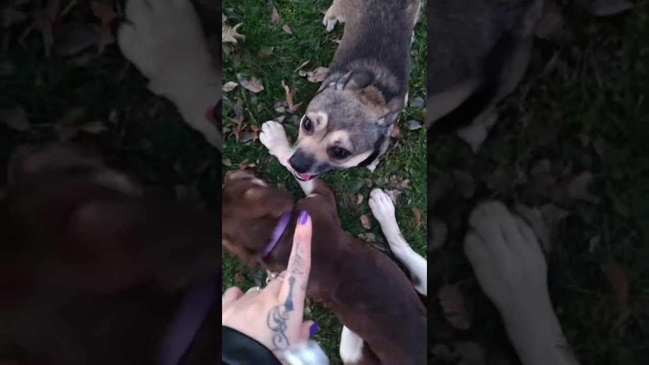 watch the puppies play 💜 live!  #puppy #puppysocialization