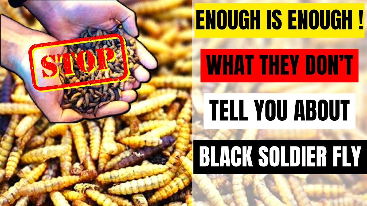 NO MORE BLACK SOLDIER FLY TO CHICKEN!! HERE IS WHY