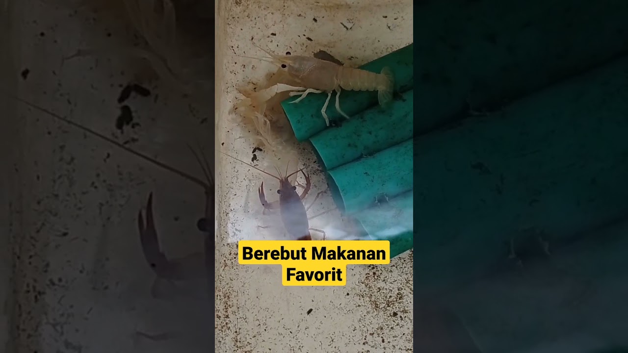 Makanan Kesukaan Lobster Air Tawar, sampe Rebutan ✅ Budidaya Lobster Air Tawar Pemula🦞🦞