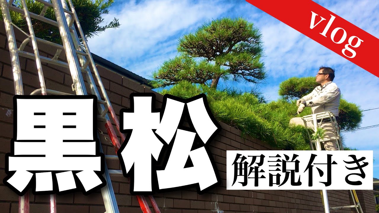 2日連続「松の剪定」をやったvlog、第1日目、入門者向け解説と現場作業の実際