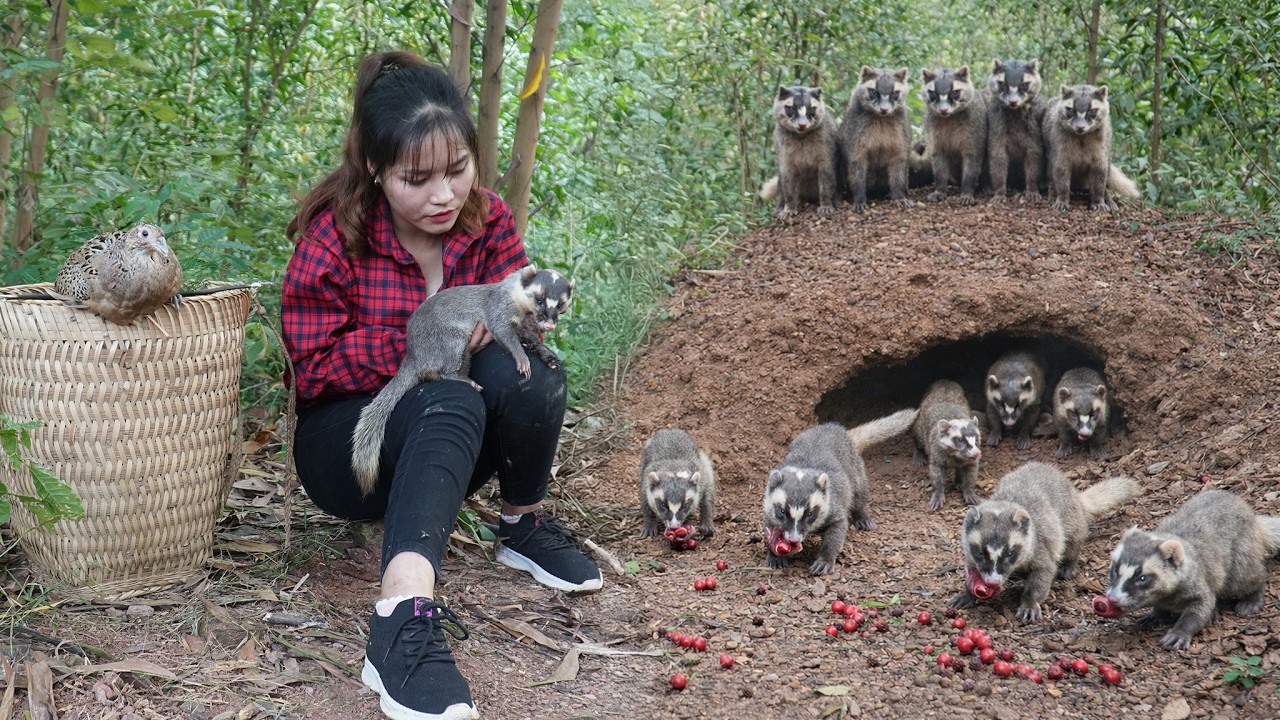 72 Hours Hunting Civet Cat in the Forest – Harvesting 1000+ Snakes for Market! | Ly Tieu Lam