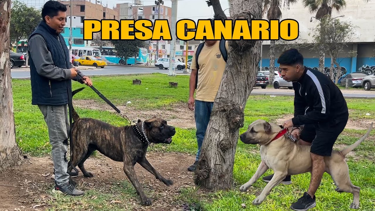 Reuni&oacute;n de Presa Canario & Dogo Argentino - MASCADOR