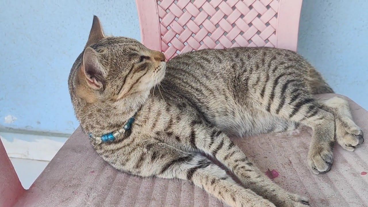 Cute cats 😻 / cute cat video / new cat video #catvideos #catlovers #cat #trending #cats #viral 