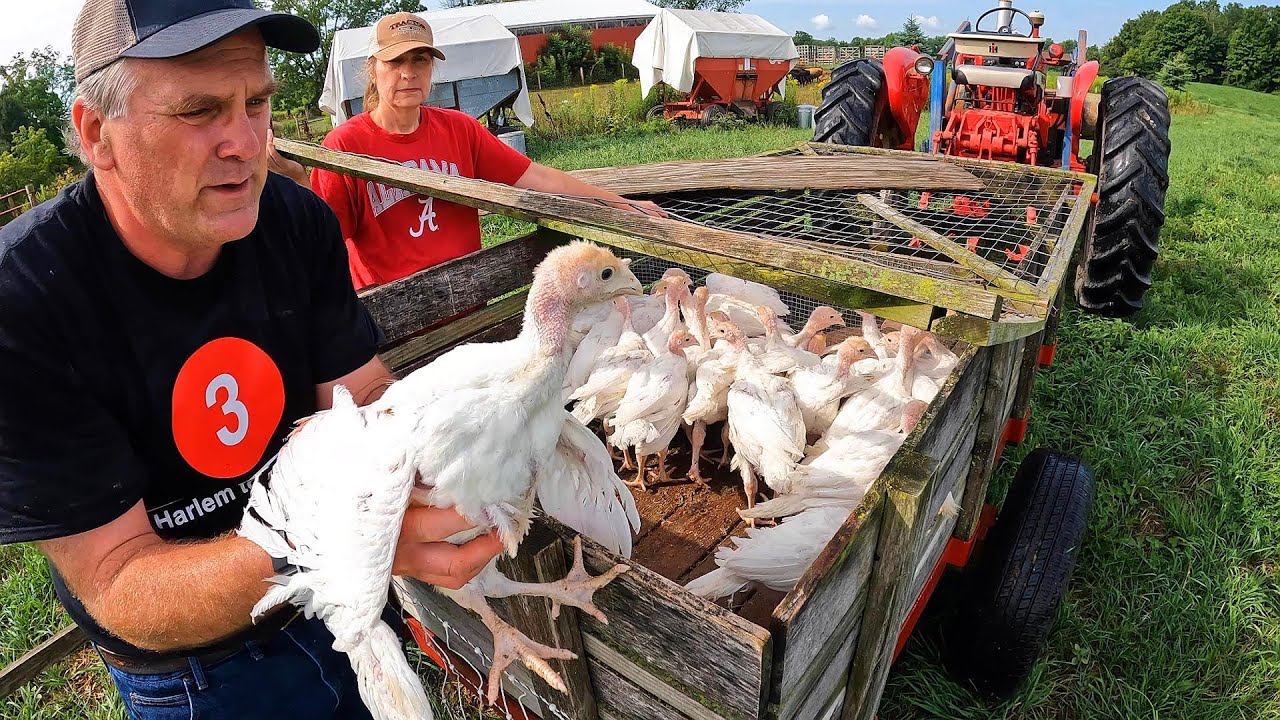 Grass Gobblers & Cowboy Cuts