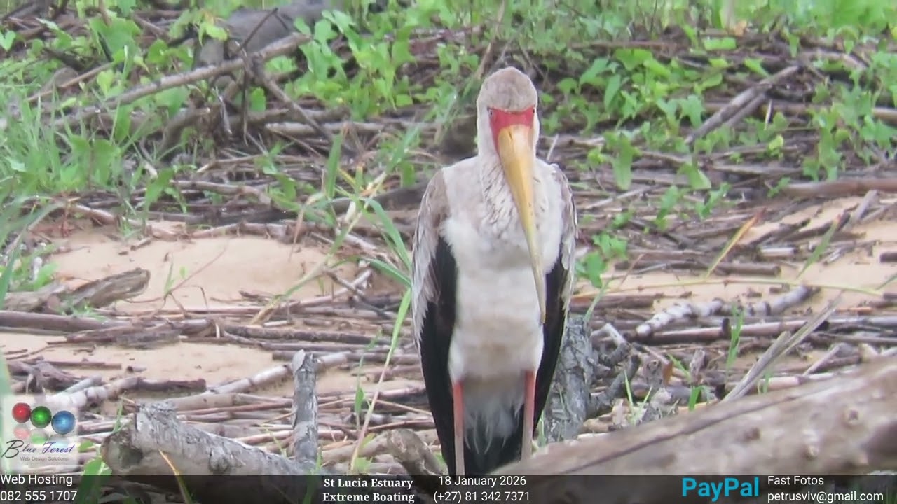 St Lucia Experience - 18 January 2026 - Citizen Science 