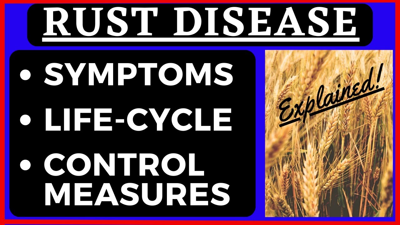 Symptoms of Rust Disease | Life Cycle of Rust Fungi | Puccinia graminis | Control Measures | Botany