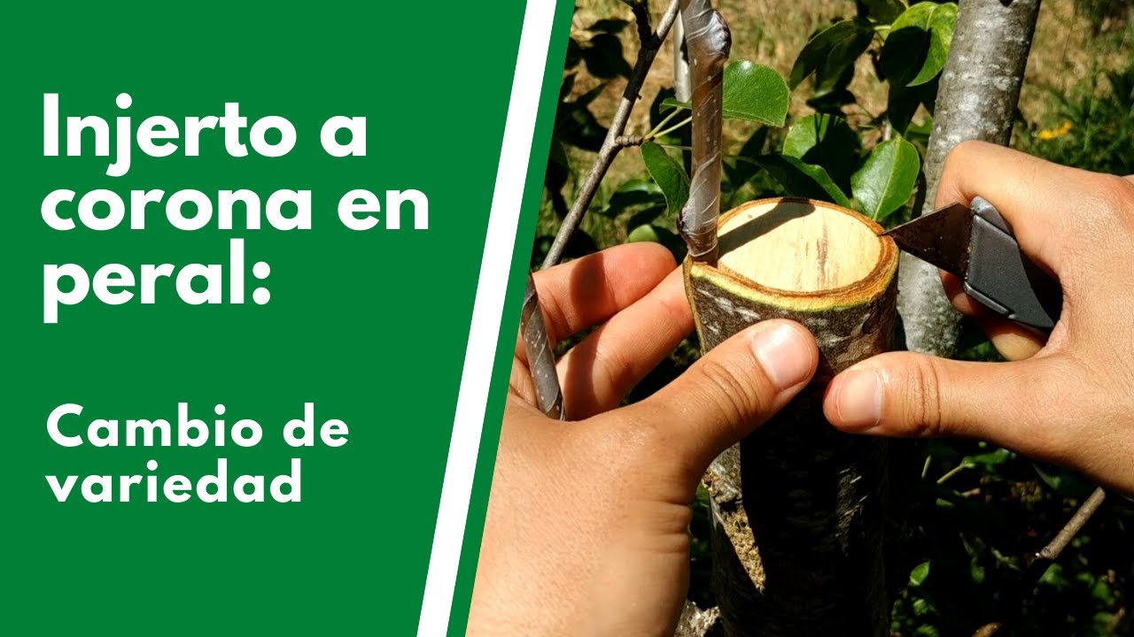 Injerto a corona en peral - Cambio de variedad.