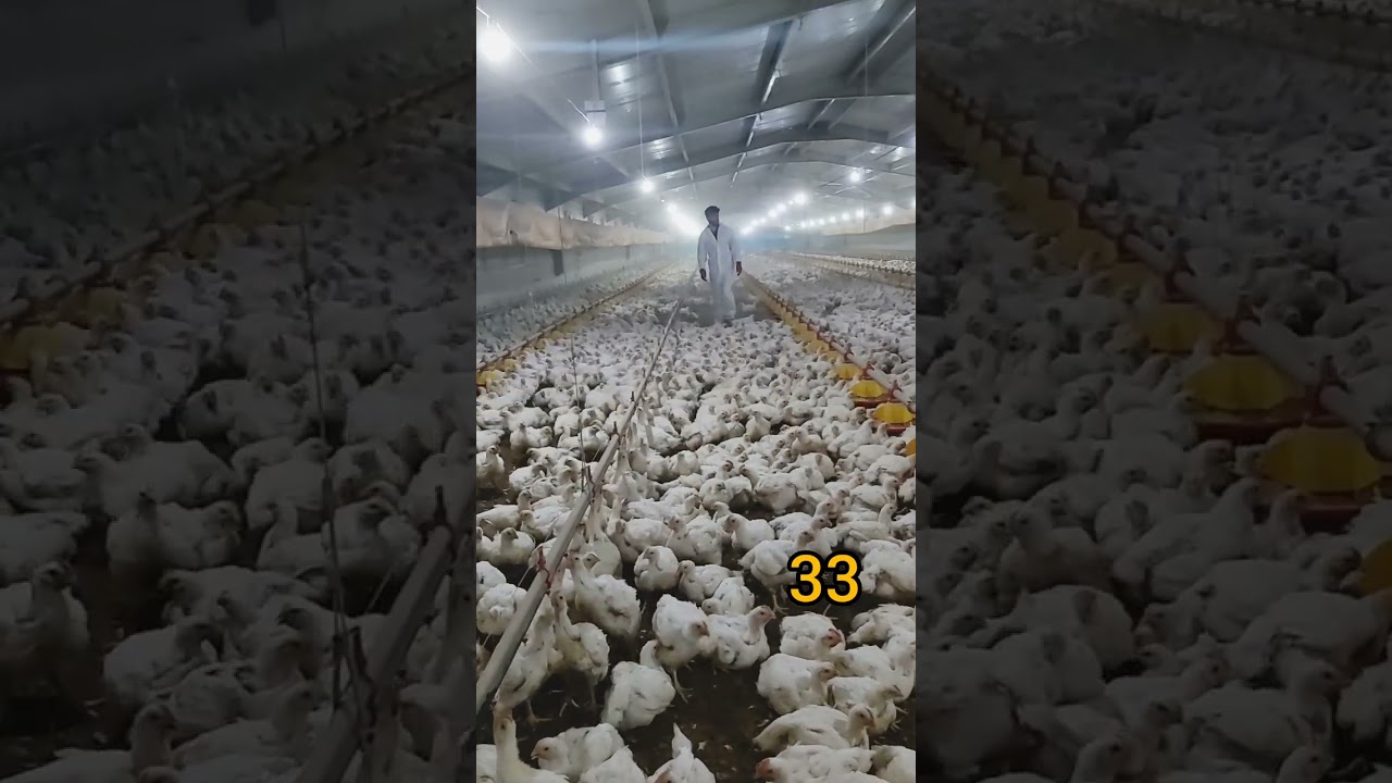 مراحل نمو الكتكوت بالفيديو في 39يوم/  Stages of chick growthHow long does broiler chicken grow?