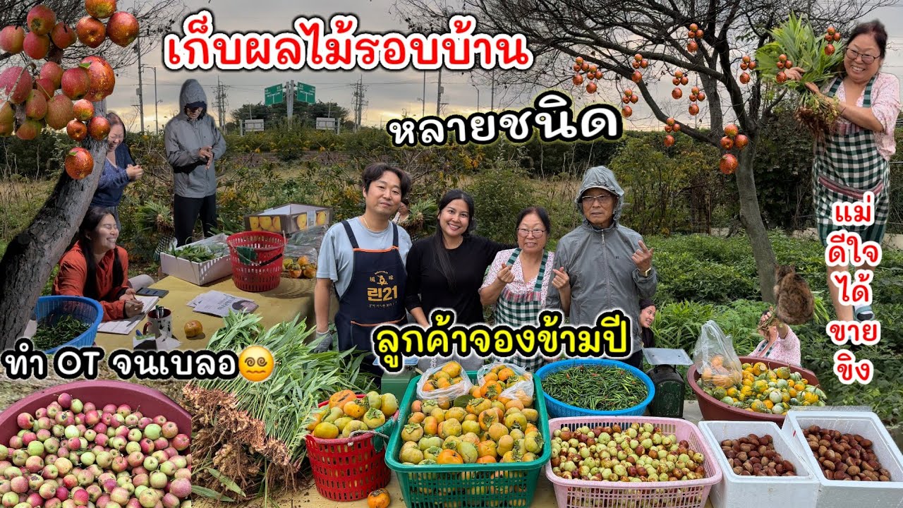 EP.987 ได้เวลาเก็บผลไม้รอบบ้านกันแล้ว หลายอย่างสุดๆ บางอันลูกค้าจองข้ามปี  ขิงแม่ย่าก็ไม่เหลือ