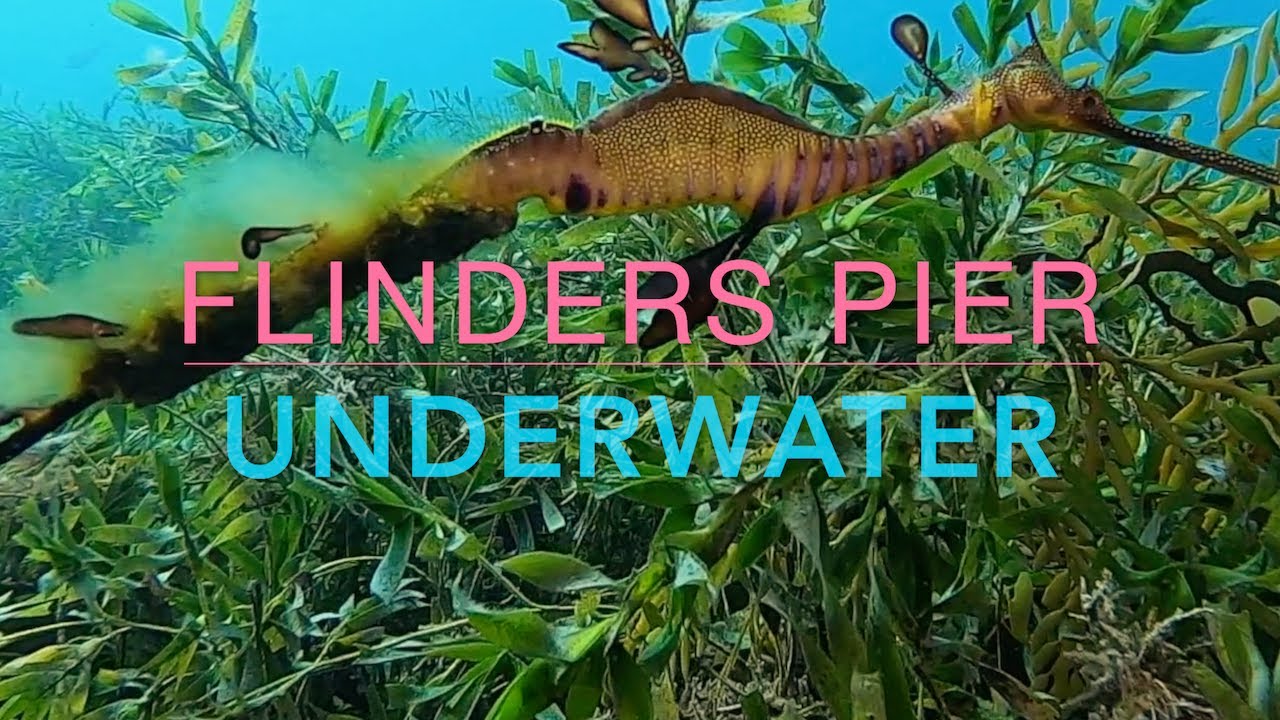 FLINDERS PIER Underwater