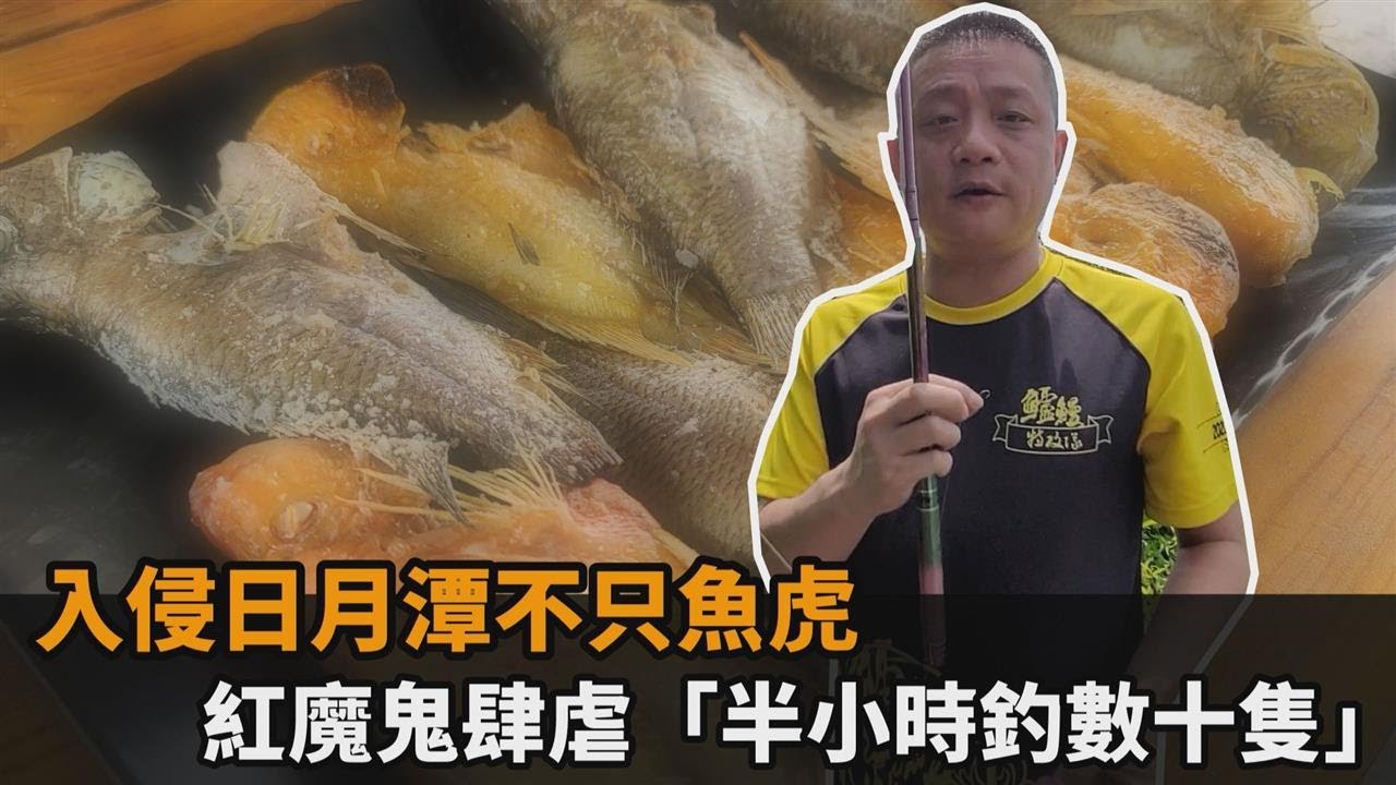 入侵日月潭不只魚虎！紅魔鬼肆虐什麼都吃　達人獵殺「半小時釣數十隻」－民視新聞