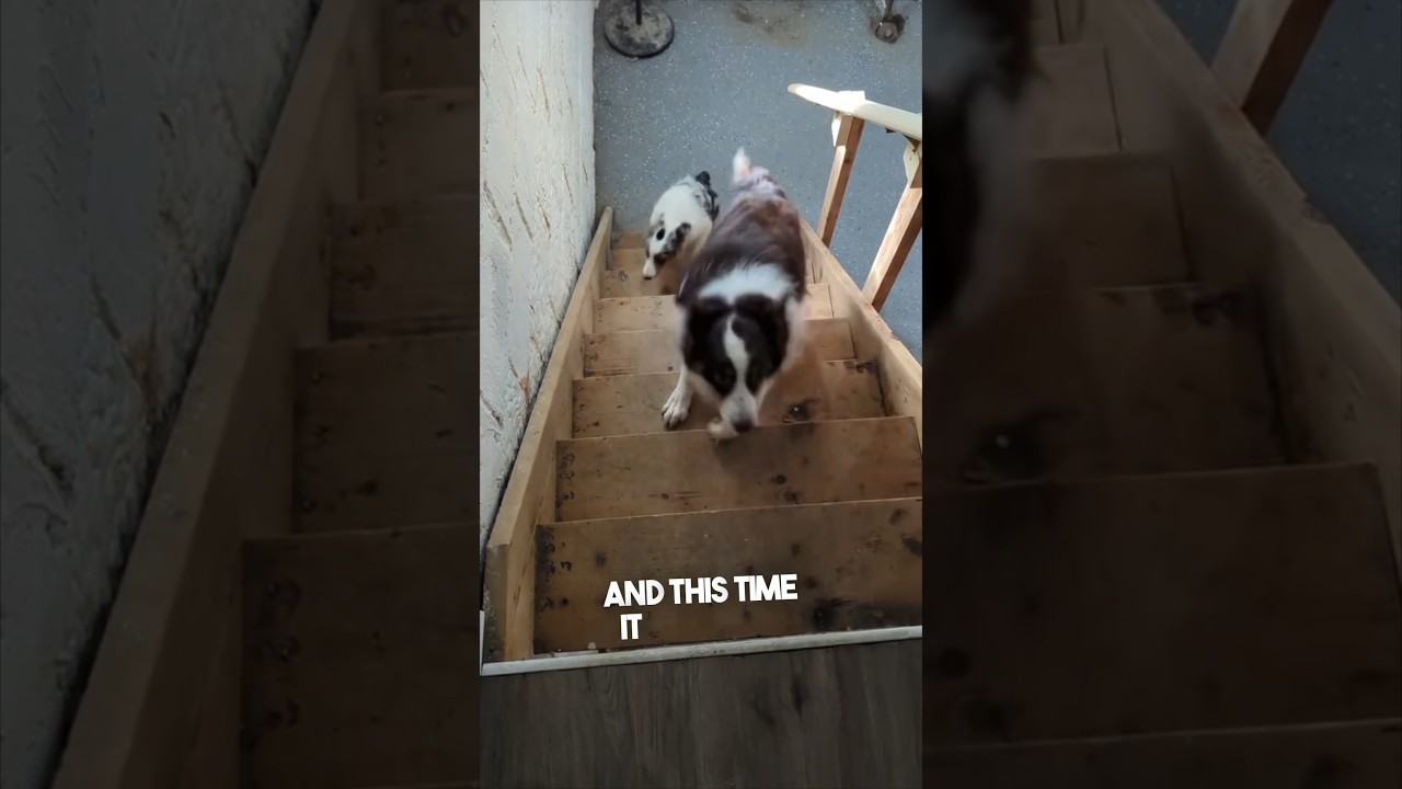 This dog is so clumsy ❤️