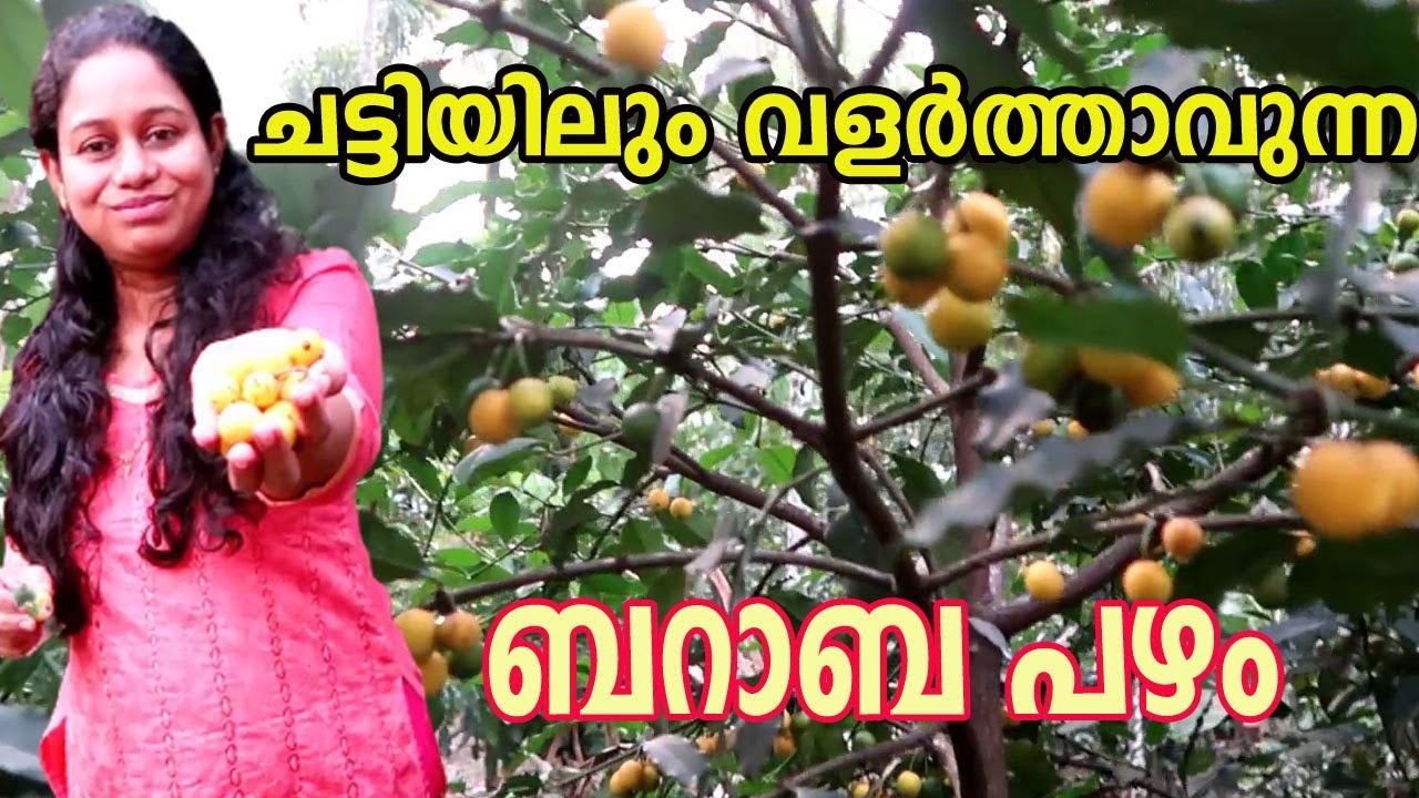 ഏറ്റവും എളുപ്പത്തിൽ ബറാബ പഴ ചെടി വളർത്താം Baraba Fruit Plants Sweet Lemon Drop Mangosteen