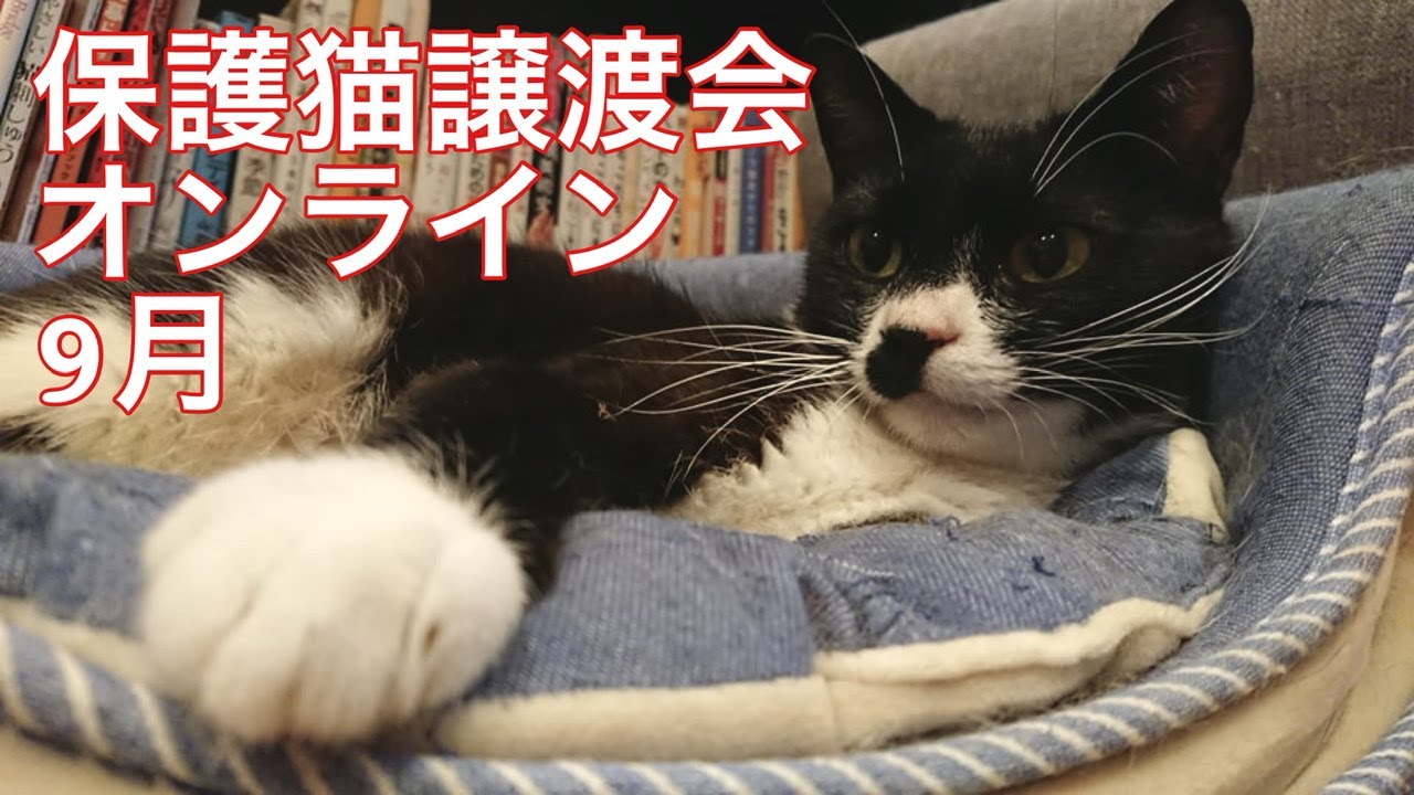 保護猫譲渡会オンライン