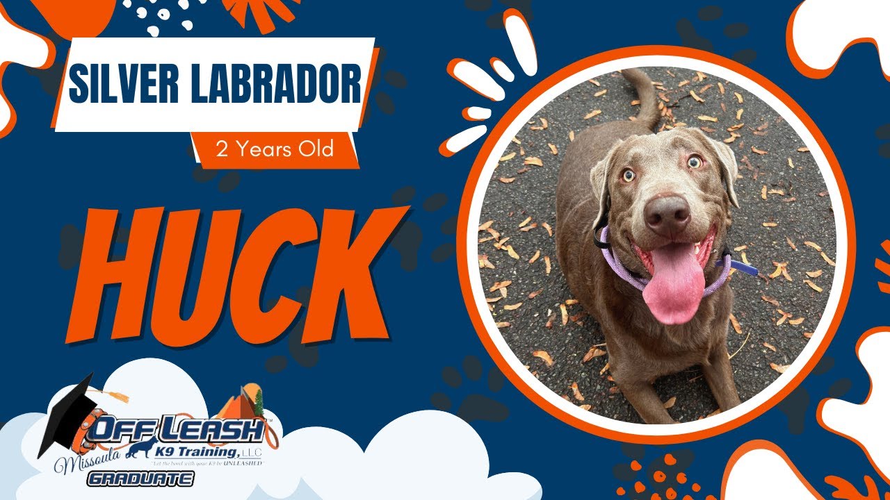 Huck - 2 Year Old Silver Lab | Best of Missoula Dog Trainers | Off Leash K9 Training Missoula