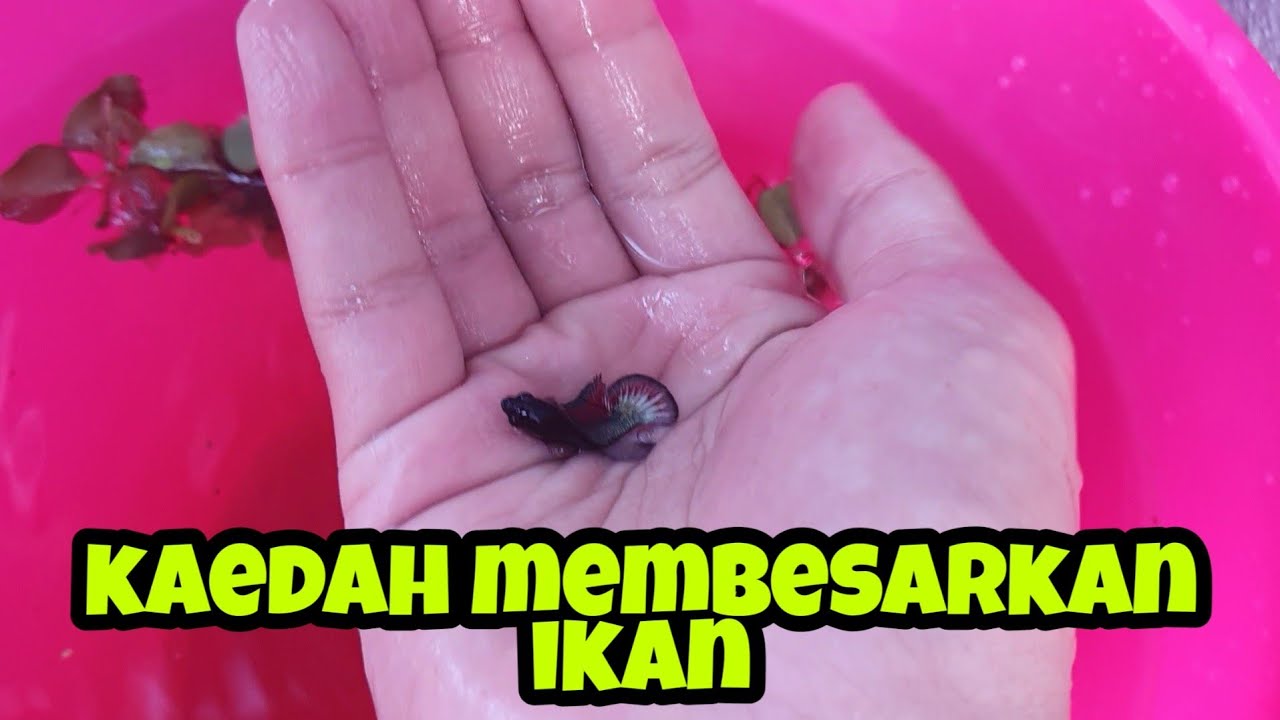GROOM SIZE IKAN LAGA | Kaedah outdoor menggunakan baldi.