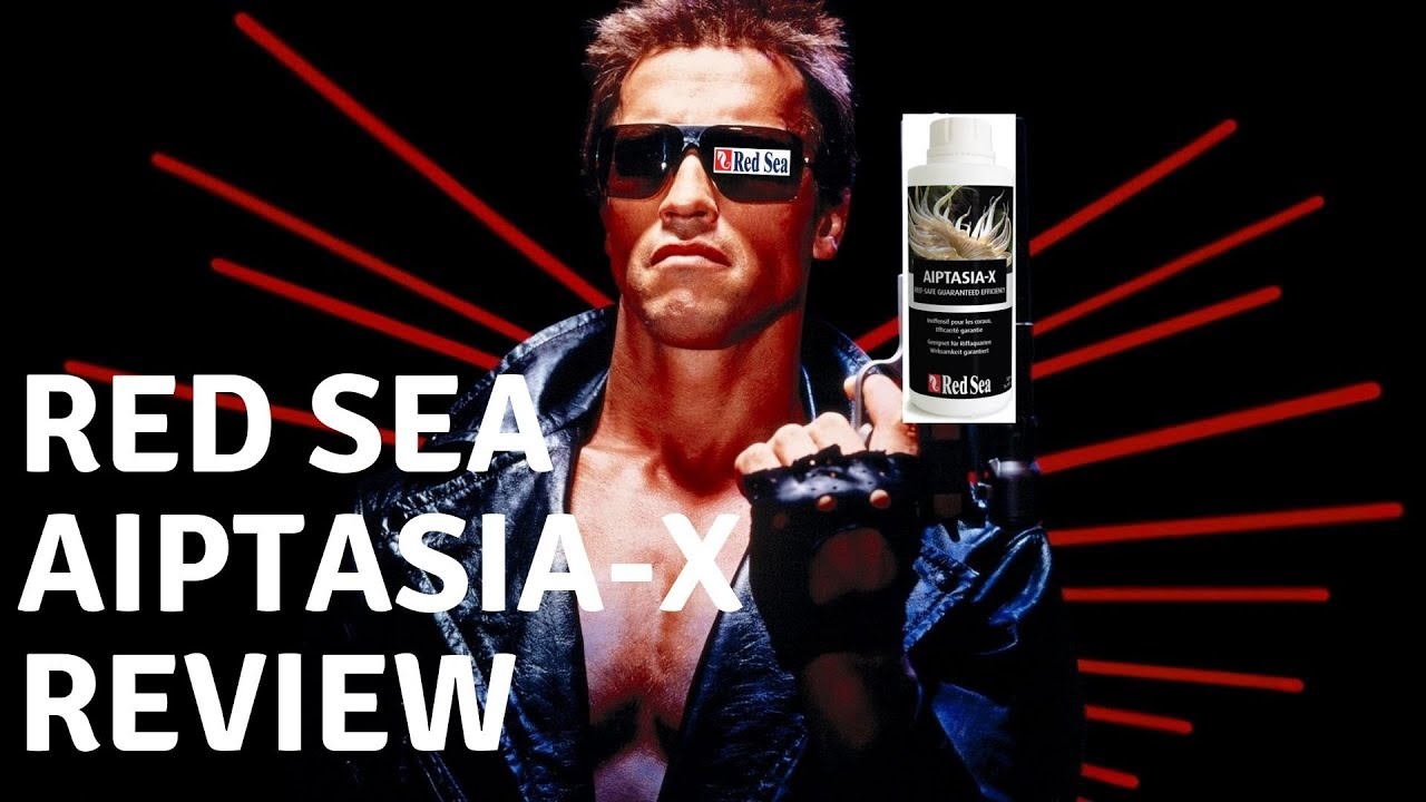 Aiptasia X Review - Red Sea