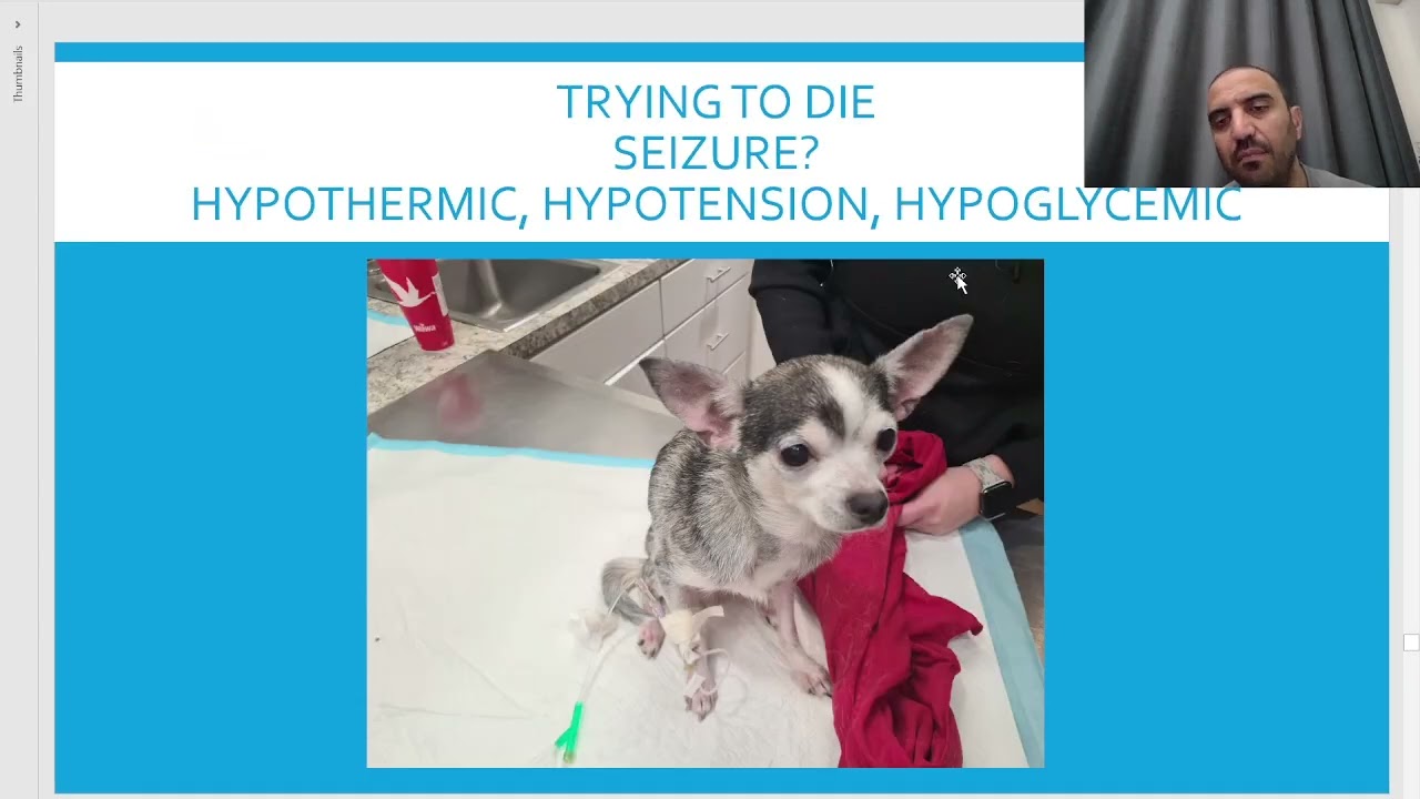 Chapter 13: mini clinical, collapsed little dog, hypothermic, hypotension, hypoglycemia