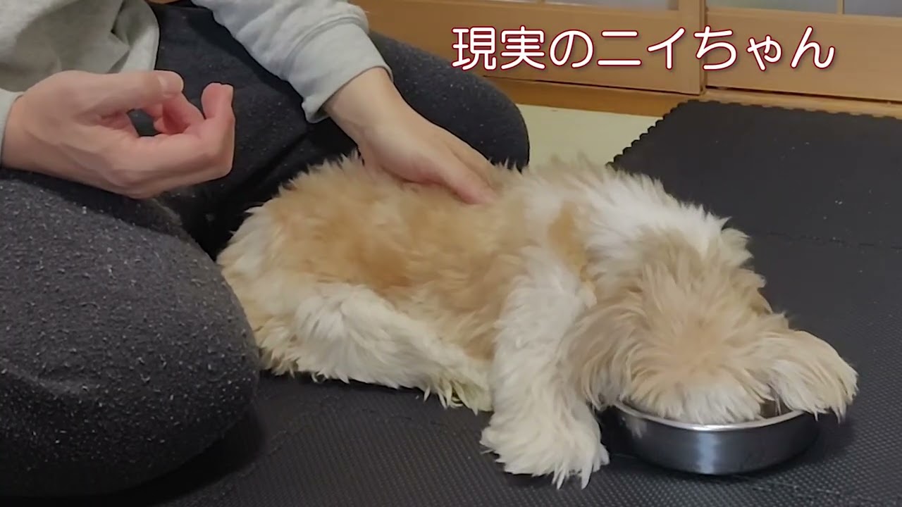 【シニア犬】ニイちゃんの食事風景【シーズー】