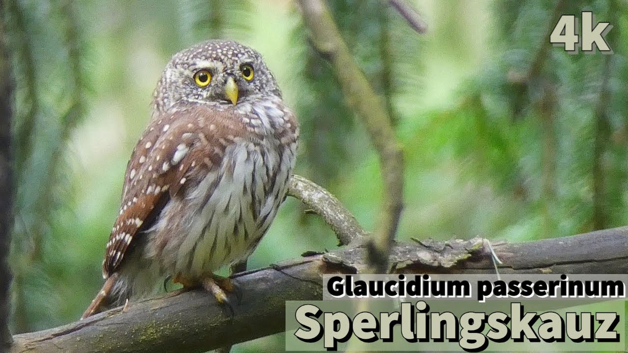 4 Minuten Sperlingskauz; Pygmy owl