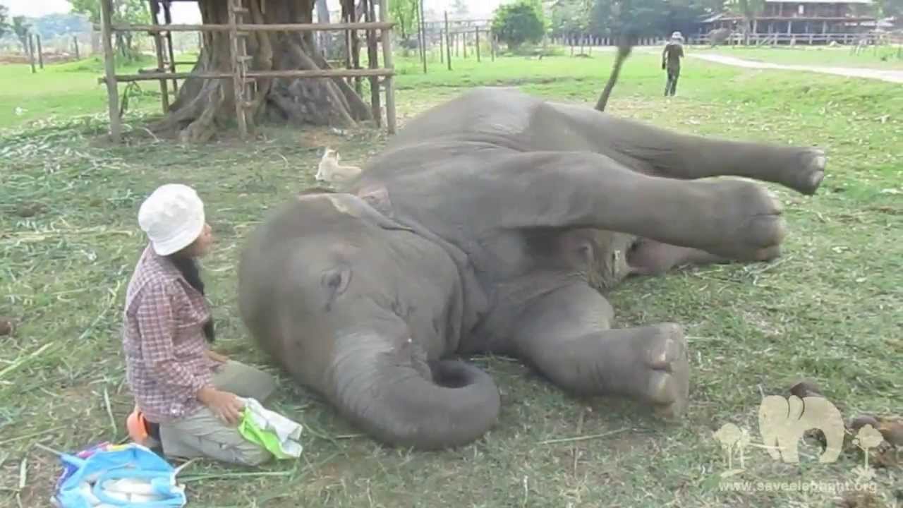 TongJaan lullaby at Elephant Nature Park - ElephantNews