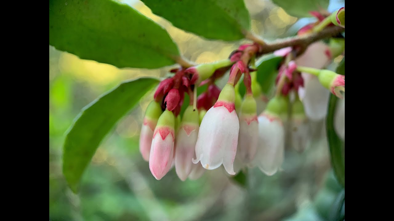Vaccinium ovatum (California huckleberry)