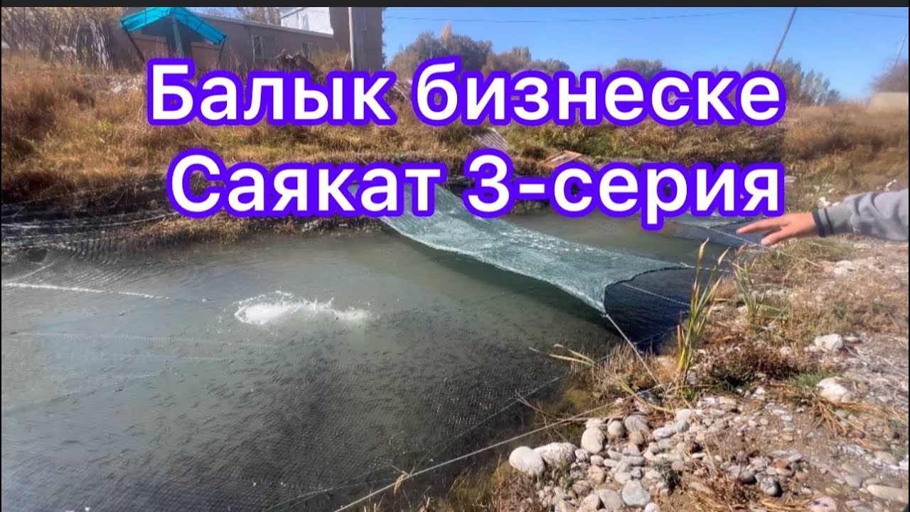 Балык бизнеске саякат Таласта~3-серия