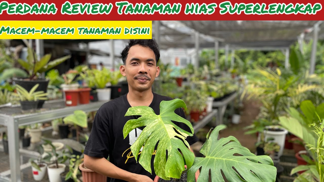 PERDANA REVIEW TANAMAN HIAS SUPER LENGKAP DAN MURAH MERIAH⁉️
