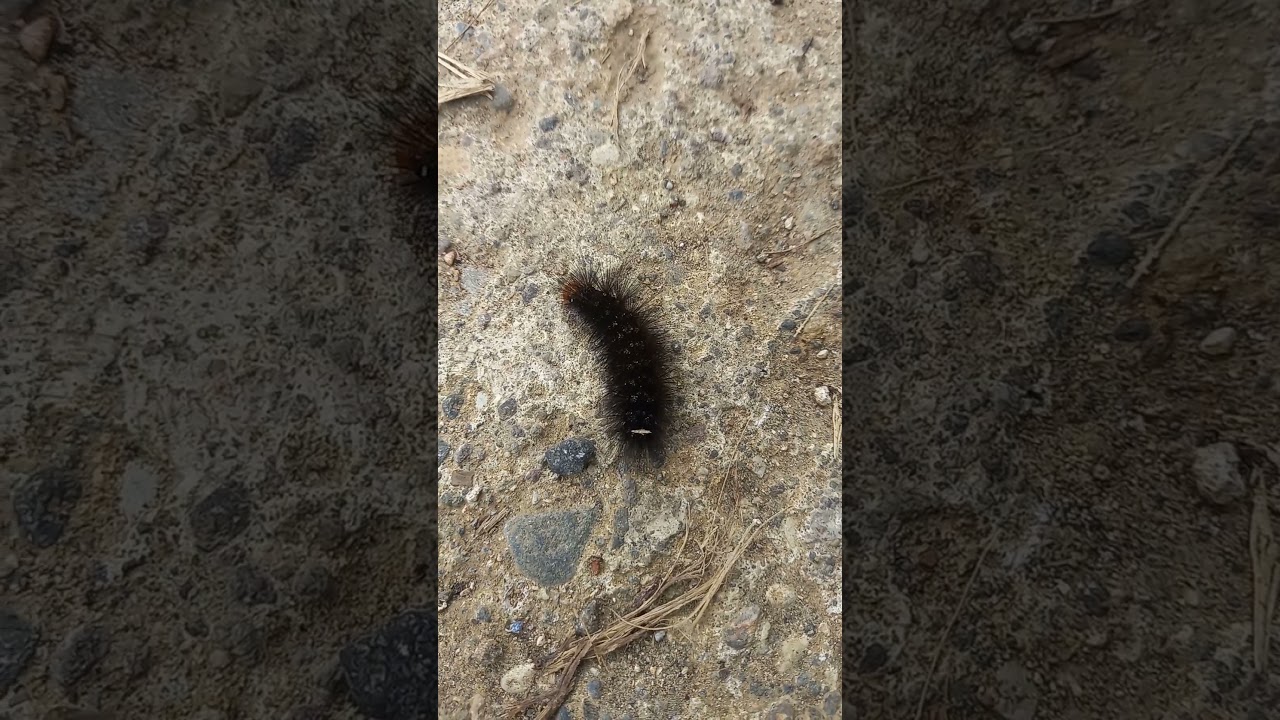 hindi ko kilala ano ba ito #caterpillar #insects #nature