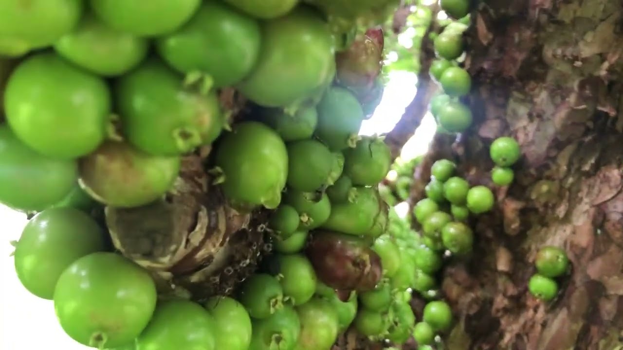 Bela  jabuticabeira aqui no  rancho👏👏👏