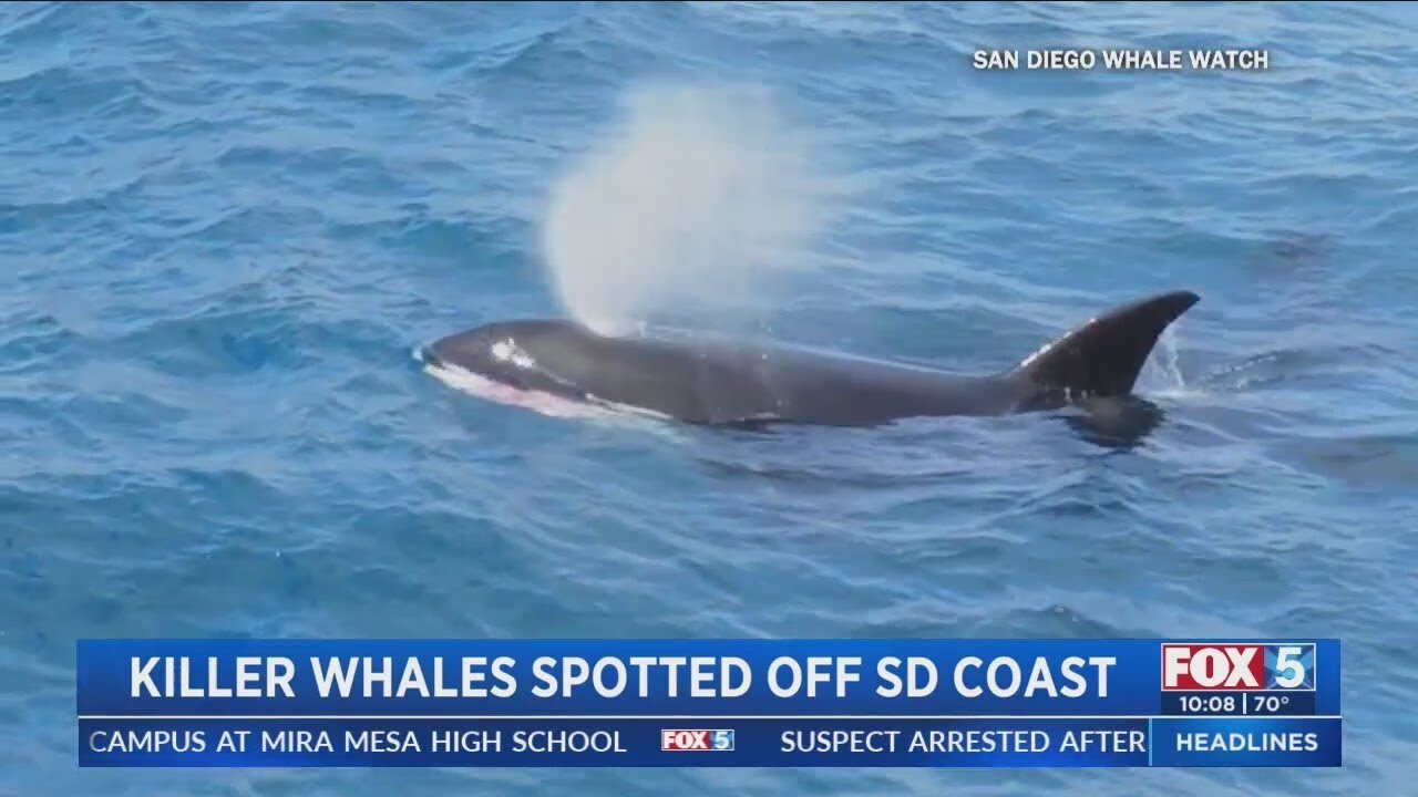 Orca pod spotted off San Diego coast