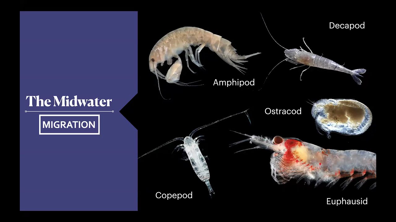A Comparative Analysis of Primary Photophores in Lanternfishes (Myctophidae)