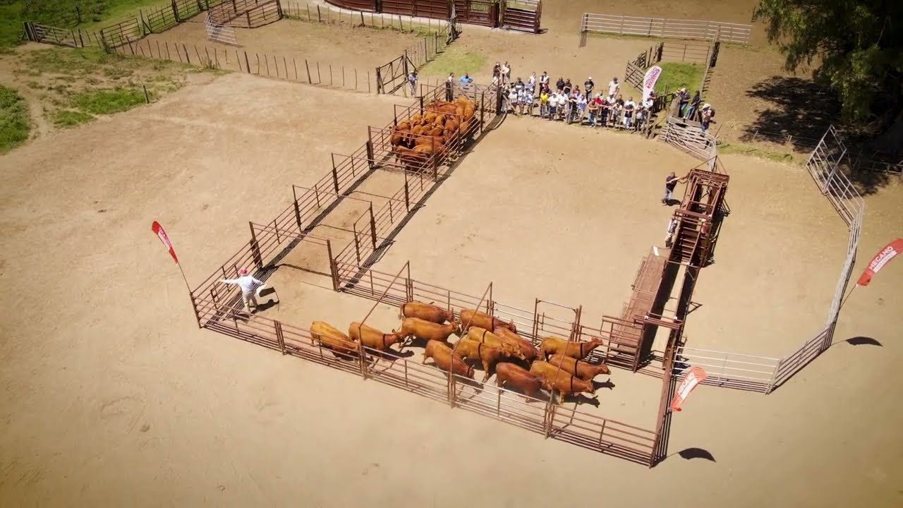Bud Box, nuevo producto de #MecanoGanadero 🐄🐮