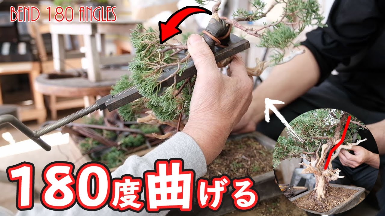 真柏を180度曲げる様子 盆栽教室【盆栽Q】