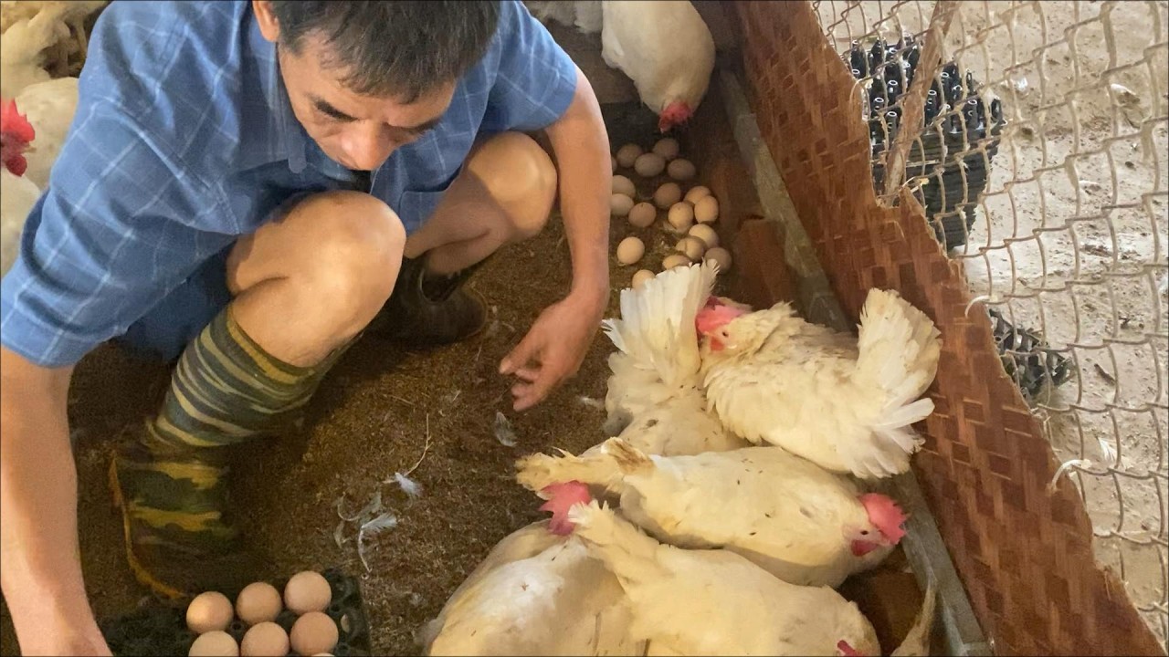 Productive Laying Hens | Daily Egg Harvest Behind the Scenes