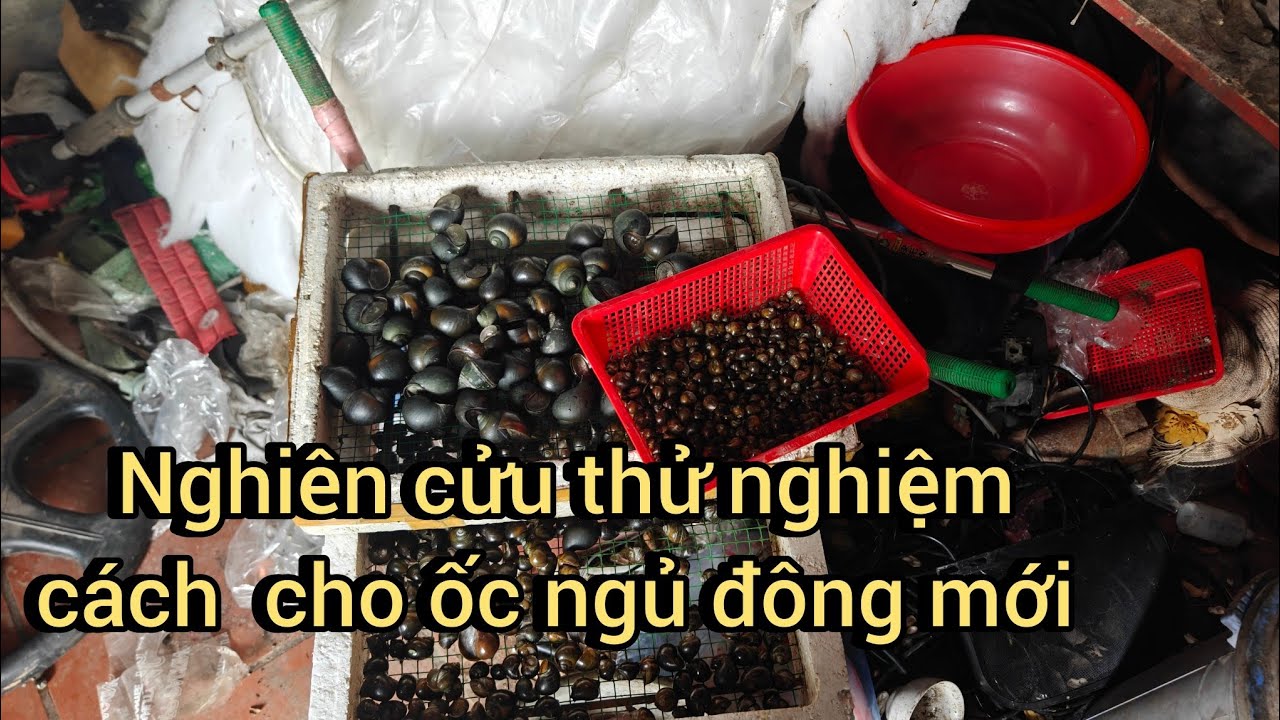 Thử nghiệm tìm cách cho ốc qua đông kiểu mới 