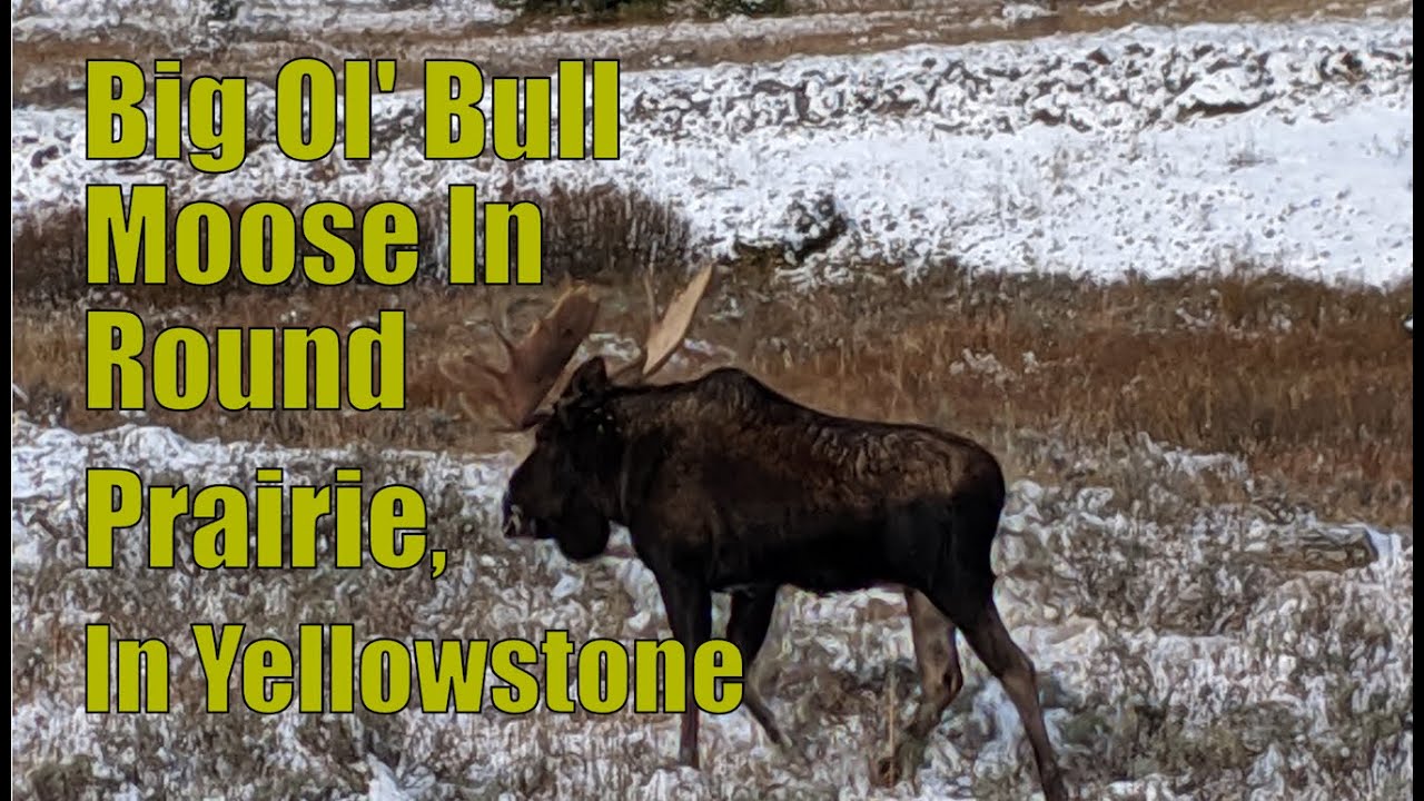 Such A Rare Sight! Bull Moose In Yellowstone!