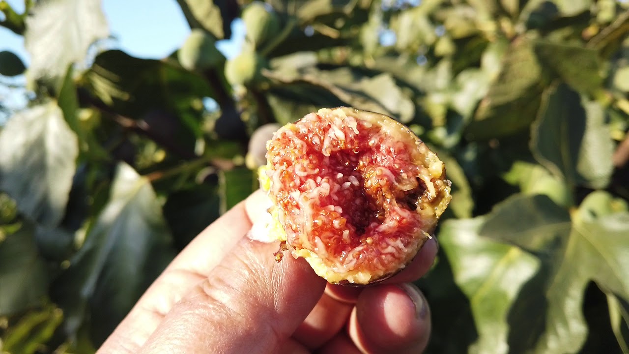 Hative de Argentueil Fig