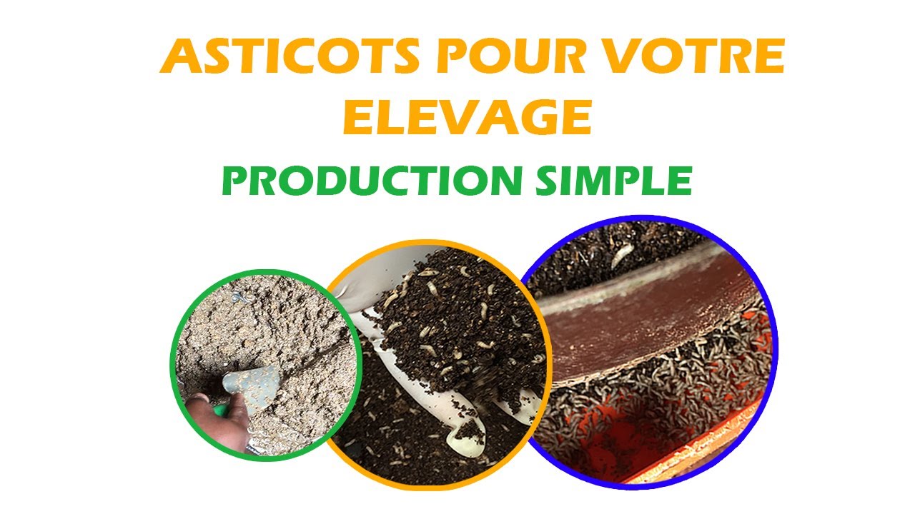 PRODUCTION D'ASTICOTS POUR VOTRE ELEVAGE