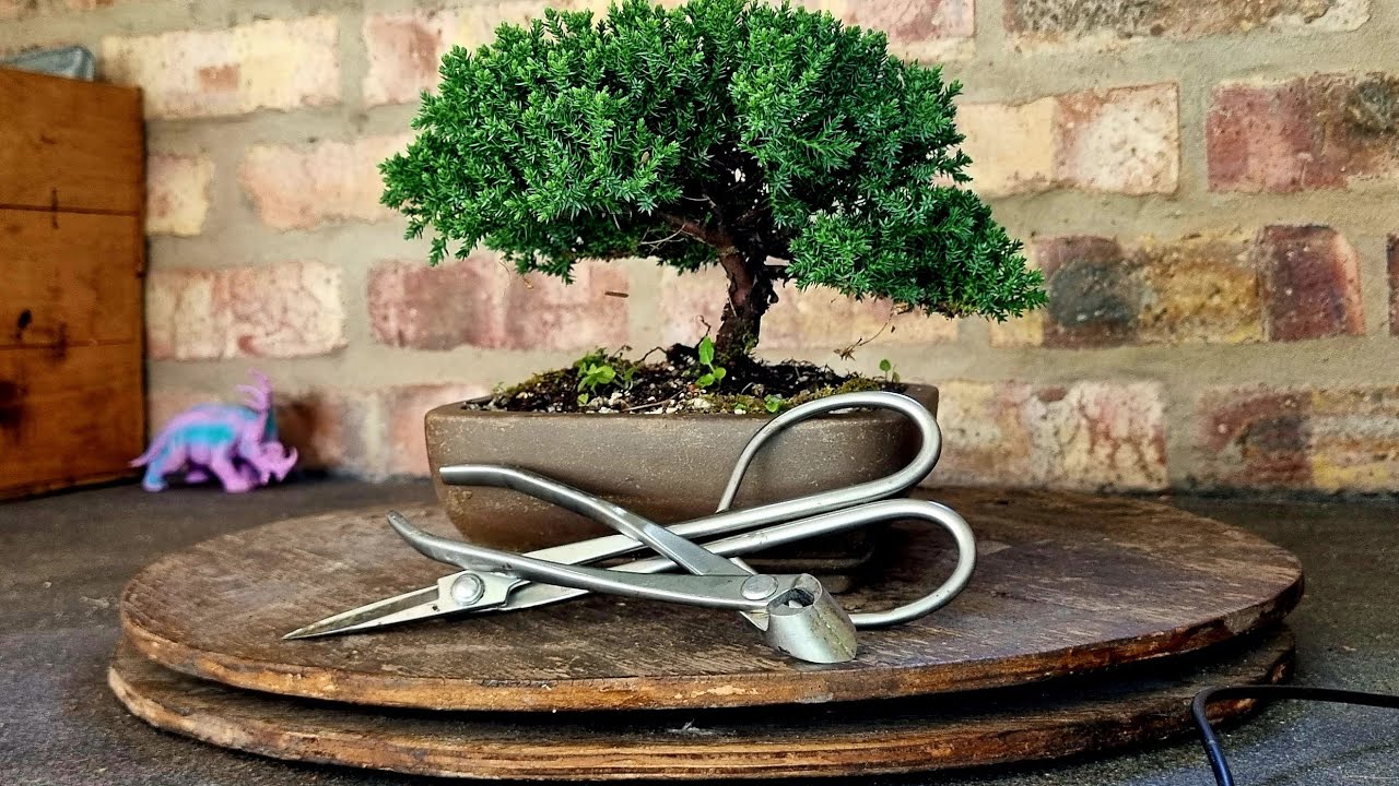 Japanese Juniper, First Main Styling 1 year Update, 30mins Pruning in 5 Mins. 17/09/23
