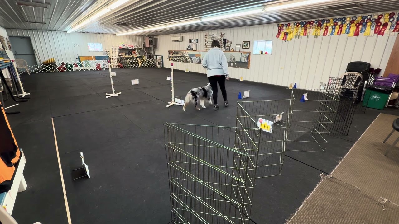 Virtual Novice Beginner Obedience 2 2/15/26 Jazzy