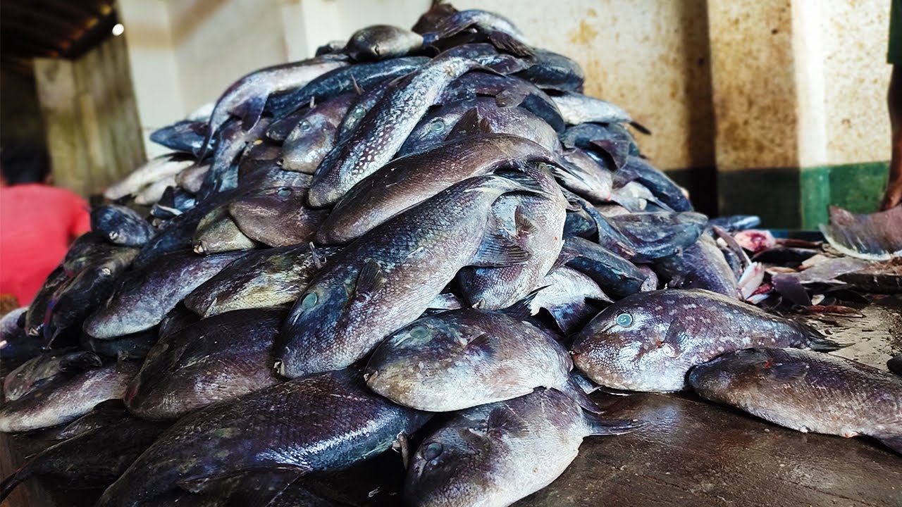 Dry Fish Making | Complete Process Of Dry FIsh Making Sri Lanka