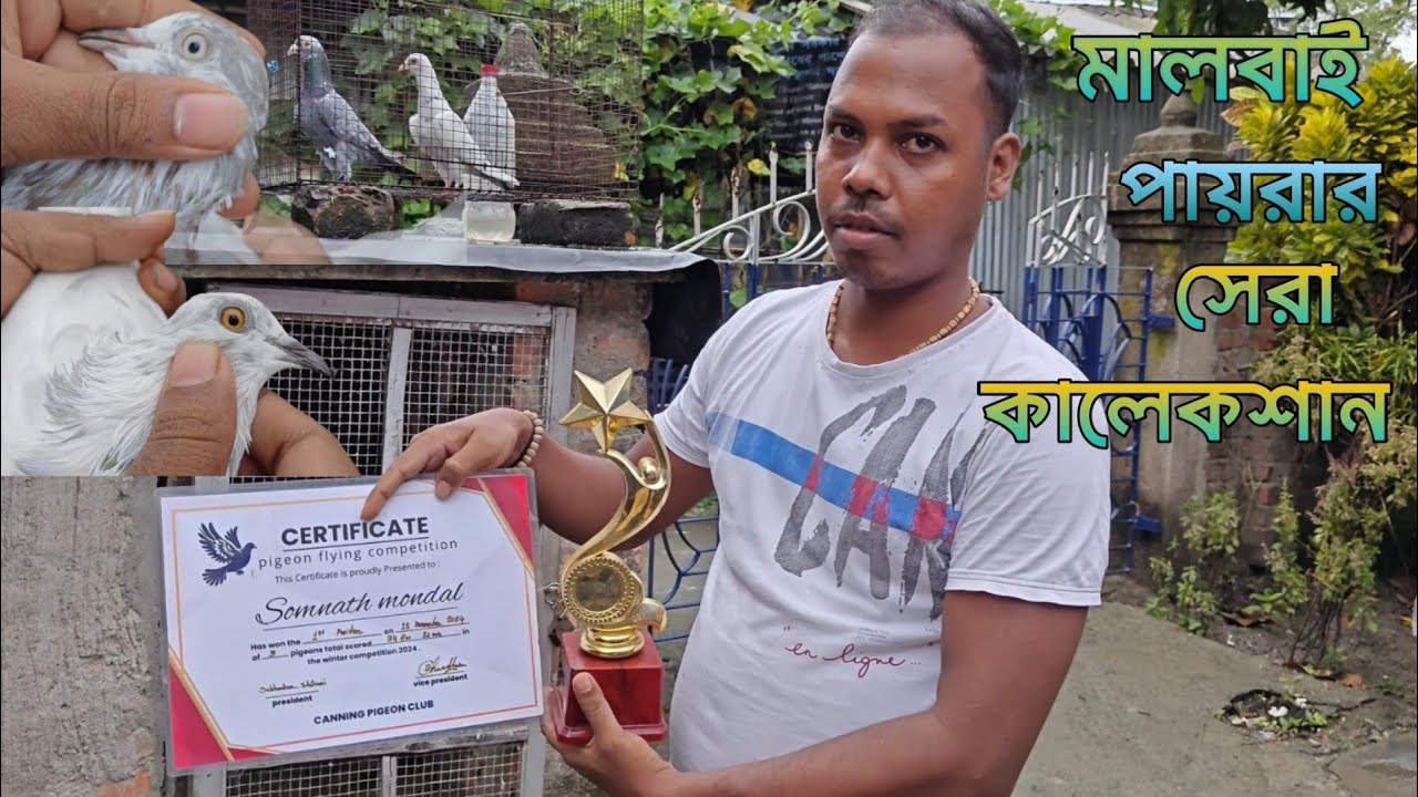 সোমনাথ দার টুর্নামেন্ট খেলার পাঞ্জাবী মালবায় ও মাদ্রাজ পায়রার শখ করুন 🏆#pigeon #viral  #ampetworld