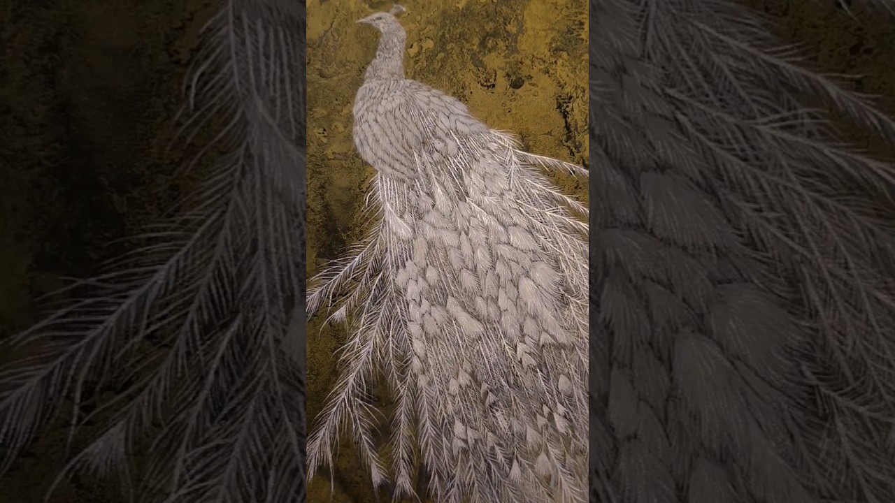 shining peacock #水墨 #chinesepainting #膠彩