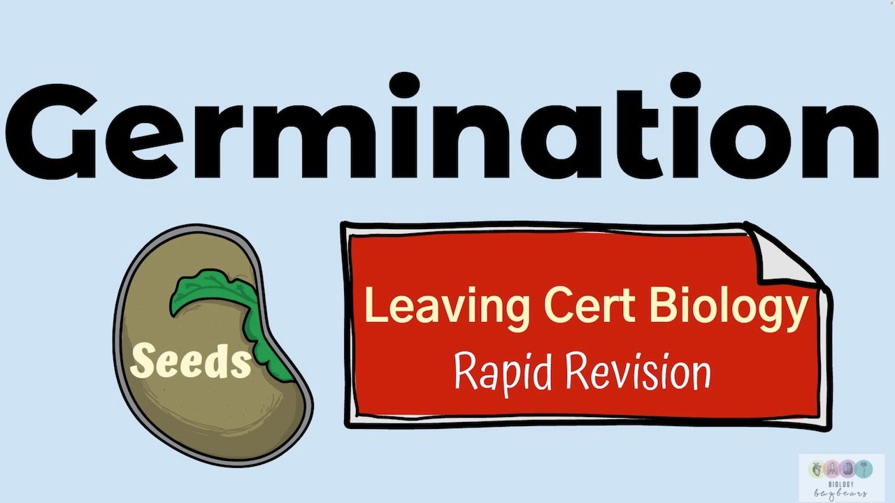 Germination -Biology Bugbears Rapid Revision-Leaving Cert Biology 2025 -Plant Reproduction