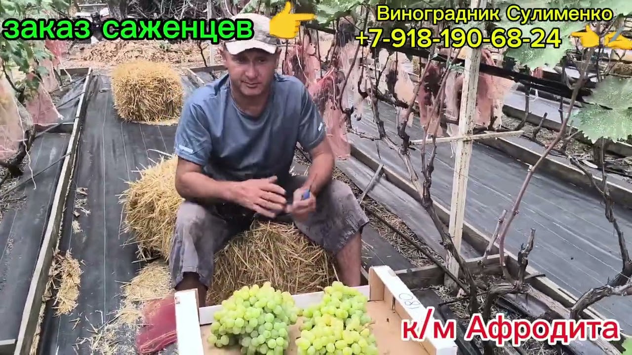 Обзор бессемянных сортов и ГФ на 7.09.25г.(Афродита,Аватар,Кондарев-6, Арсеньевский,Ламборджини...+)