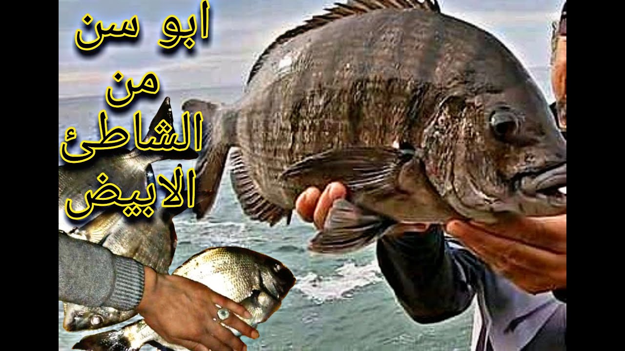 رحلة صيد اسماك الشرغو بتاكمبا الشاطئ الابيض و طعم السلطعون الفتاك